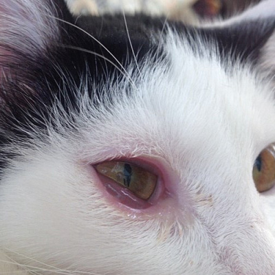 Красный глаз у кота