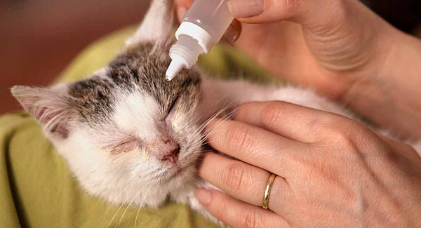 Котёнок расчёсывает глаз