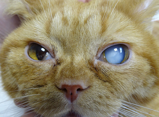 Зрелая катаракта у кошки. Mature cataract in a cat