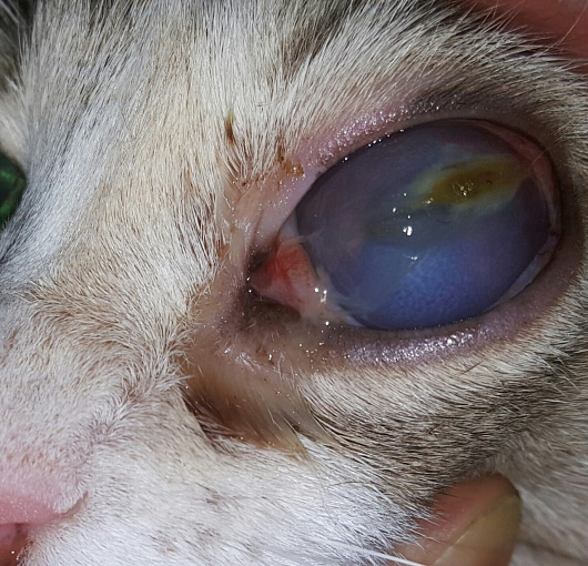 Глаукома, язва роговицы у кошки. Glaucoma, corneal ulcer in a cat