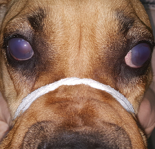 Двухсторонняя глаукома у собаки. Bilateral glaucoma in a dog