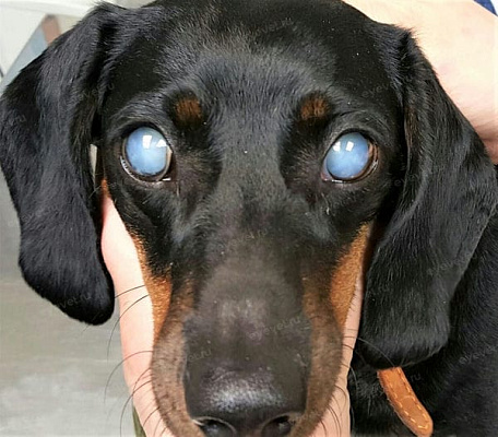 Двухсторонняя диабетическая катаракта у собаки