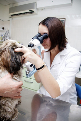 Биомикроскопия передноего отрезка глаза у собаки с гнойным коньюнктивитом.