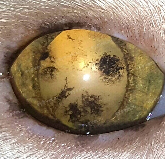 Увеальная катаракта у кошки. Uveal cataract in a cat