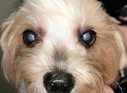 Генетическая катаракта у собаки