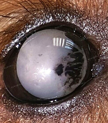 Перезрелая увеальная катаракта у собаки