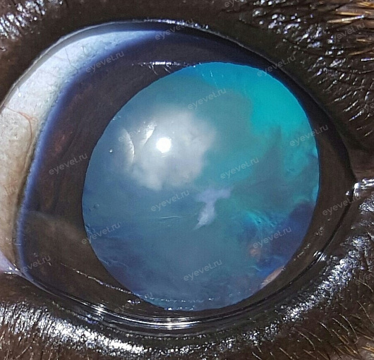 Незрелая катаракта у собаки