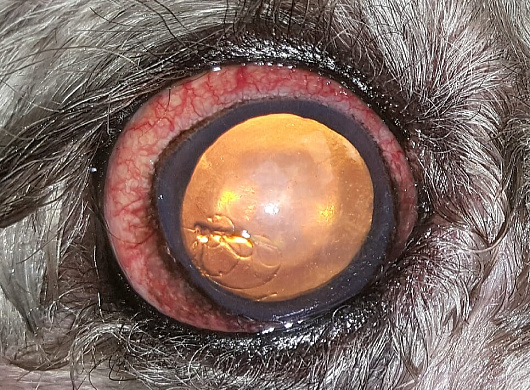 Глаукома у собаки. Glaucoma in a dog