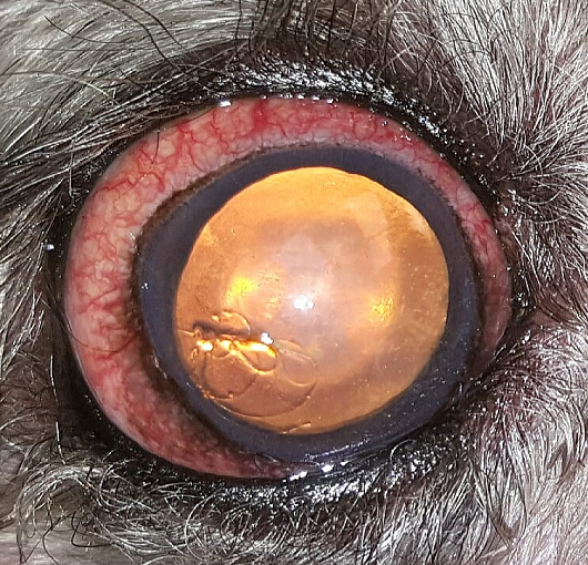 Глаукома у собаки. Glaucoma in a dog